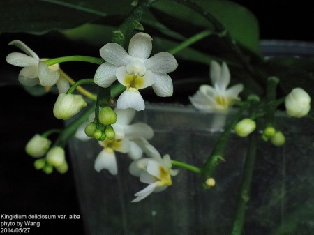 Kingidium Deliciosum var. Album FS