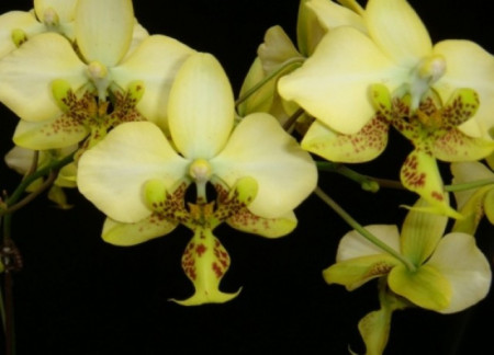 Phal. Stuartiana var. Nobilis FS