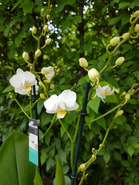 Phalaenopsis Sogo Popcorn