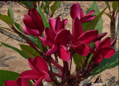 Plumeria Red Jack
