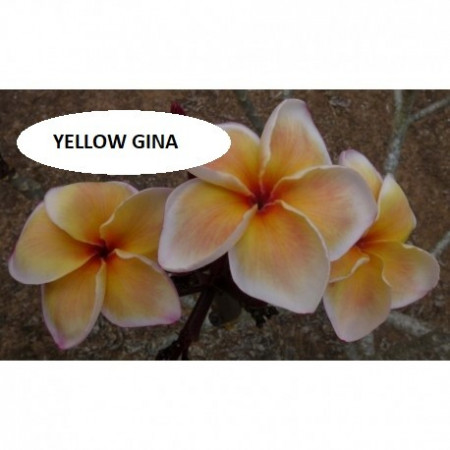 Plumeria Yellow Gina