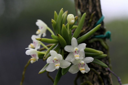 Pteroceras semiteretifolium
