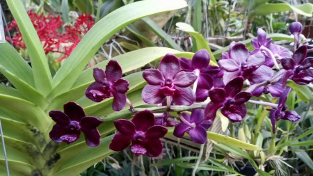 Rhynchovanda Sri Siam x Rhyncostylis Gigantea red/red-1 w2 FS