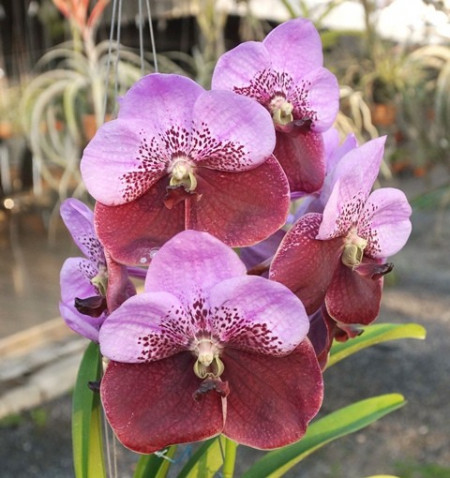 V. Pimchai Beauty x V. Leenawat FS