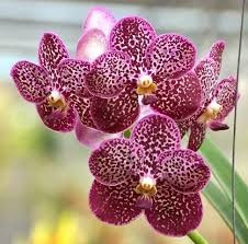 Ascda. Kulwadee Fragrance No.12