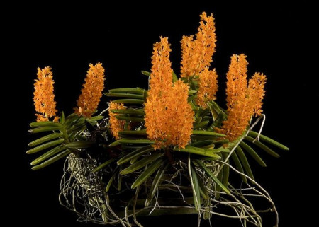 Ascocentrum . Miniatum Clumps FS