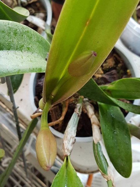 Cattleya