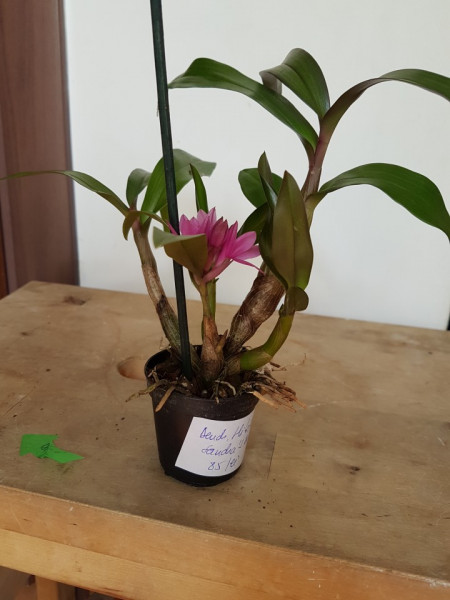 Dendrobium Hibiki Sandra's Delight