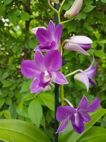 Dendrobium Sa Nook Blue Happiness
