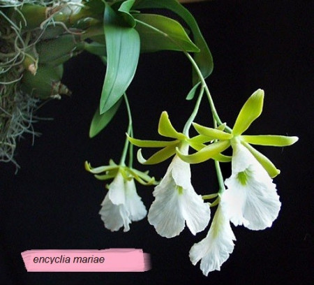 Encyclia Mariae