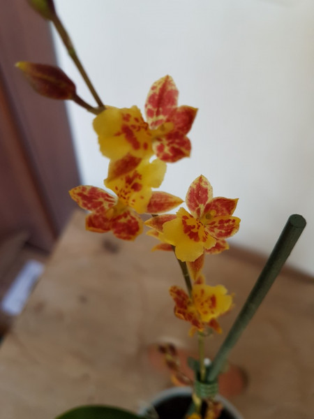 Howeara Mini Primi