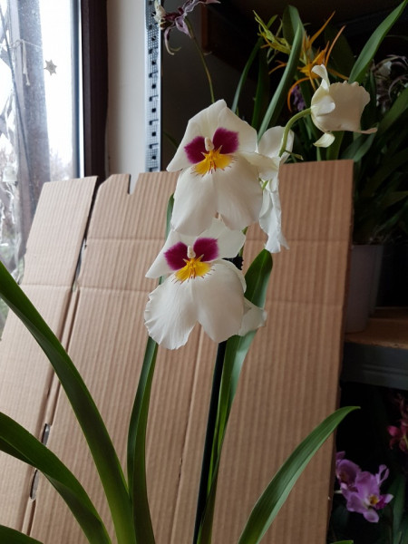 Miltoniopsis Her Alexander