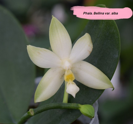 Phal. Bellina var. alba FS