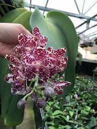 Phalaenopsis Gigantea  J1 NFS