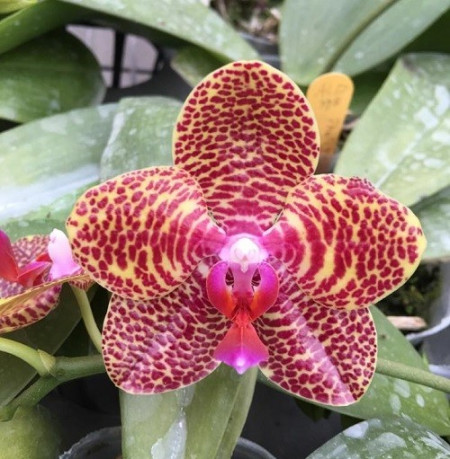 Phalaenopsis Mituo sun X Al sun tiger
