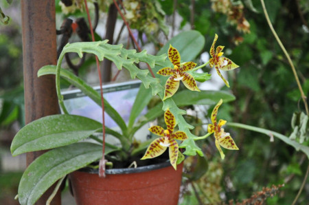 Phalaenopsis Pantherina FS
