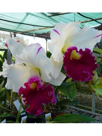RLC Chong Guu Swan