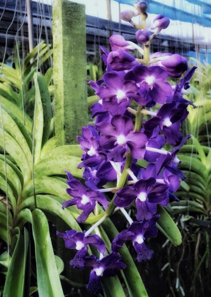 Vandachostylis Sasicha X Pine rivers