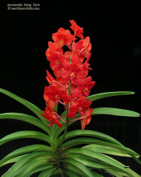 Ascocenda Red Hybrid