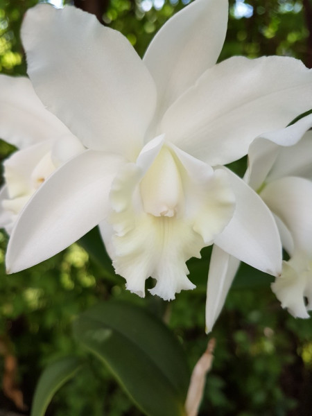 Cattleya alb