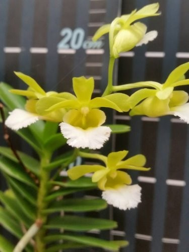 Christensonia Vietnamica FS j2