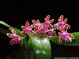 Phalaenopsis Mariae Fs