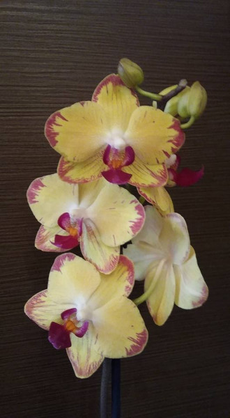 Phalaenopsis Papagayo