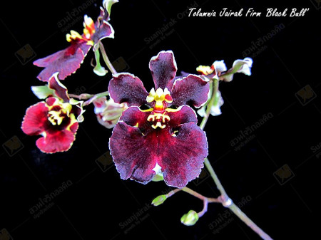 Tolumnia