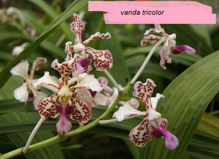 Vanda Tricolor var. Suavis