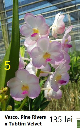 Vasco. Pine Rivers X Tubtim Velvet