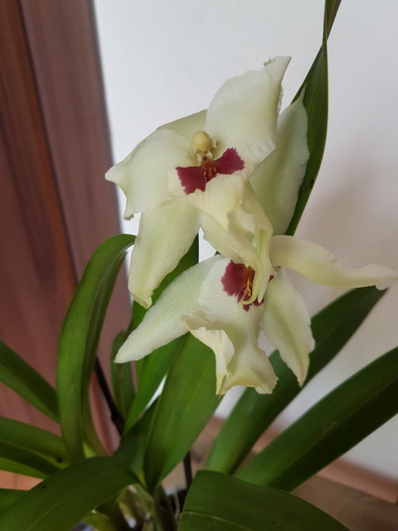 Beallara