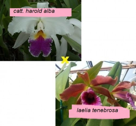 Cattleya Harold Alba X Laelia Tenebrosa