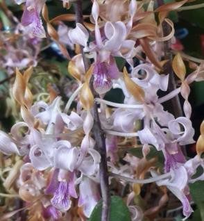 Dendrobium Antelope brown-pink lip