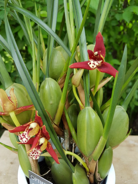 Maxillaria Tenuifolia
