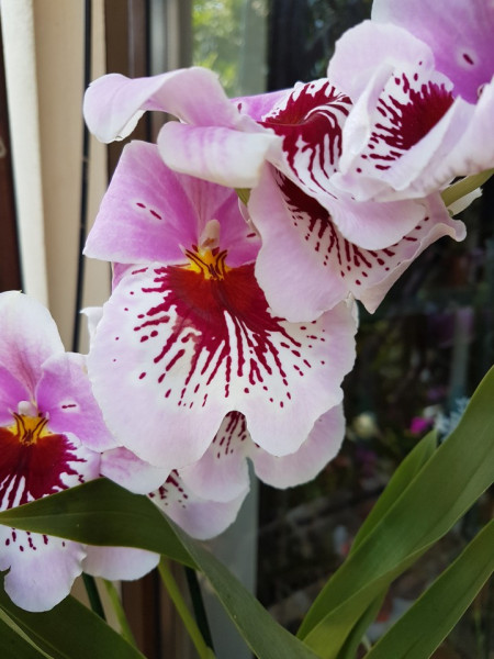Miltoniopsis 2 tije
