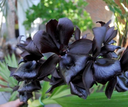 Monnierara Millenium Magic Witchcraft FCC/AOS  M/NFS