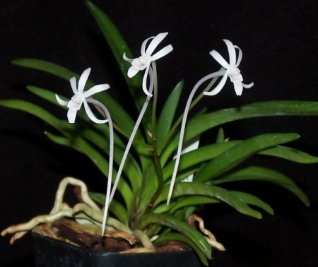 Neofinetia Falcata Alba FS