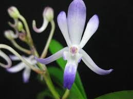 Neostylis Lou Sneary 'Blue Bird'