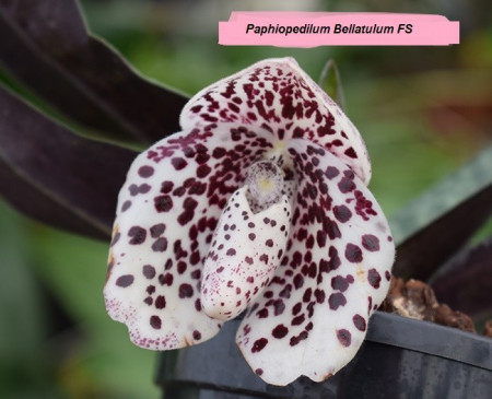 Paphiopedilum Bellatulum FS