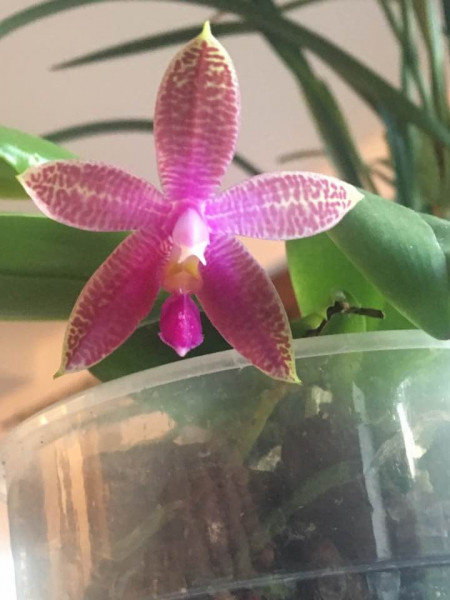 Phalaenopsis Corning's Violet
