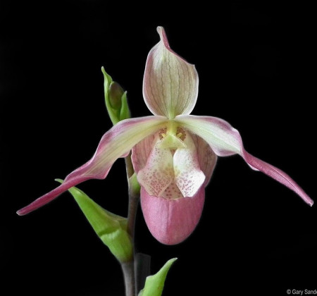 Phragmiopedilum Ainsworthii x Dick Clements FS