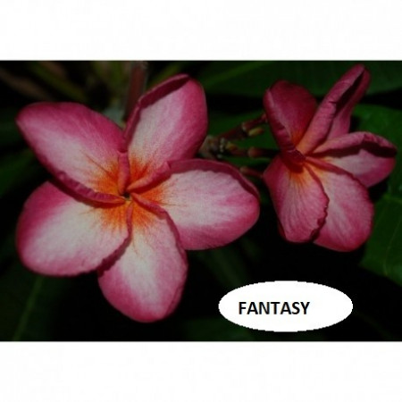 Plumeria Fantasy