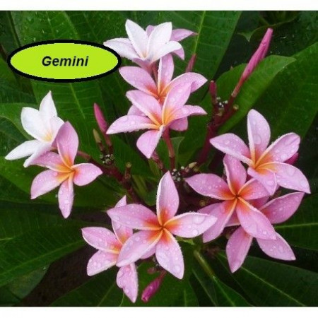 Plumeria Gemini