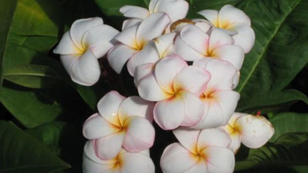 Plumeria Miniwhite