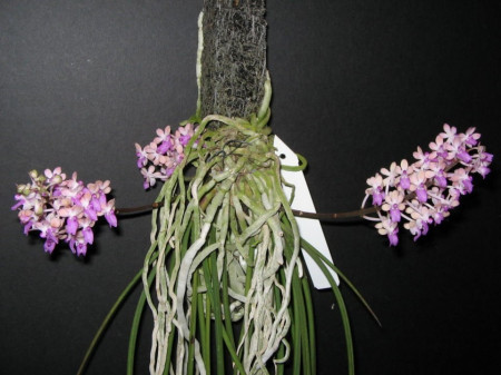 Seidenfadenia mitrata