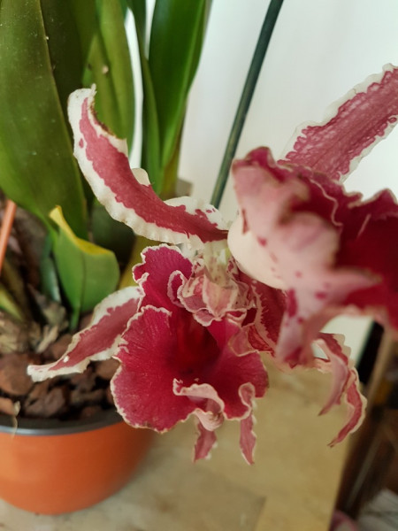 Trichopilia coccinea Dark Red Big
