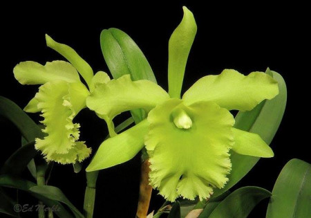 Blc. Ports of Paradise Chief Green Fs