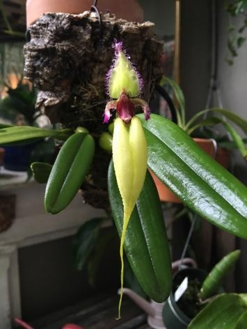 Bulbophyllum fascinator f. semi-alba