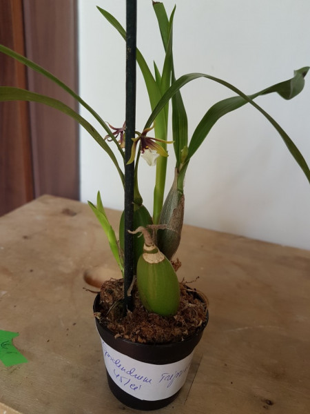 Epidendrum Tripunctatum