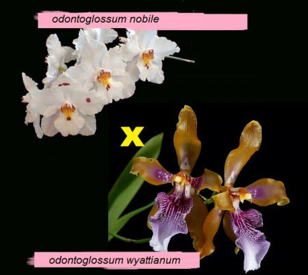 Odontoglossum Nobile X Odontoglossum Wyattianum